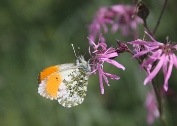 Aurorafalter (Anthocharis cardamines) - © Emanuel Trummer